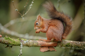 Naklejka na ściany i meble Adorable red squirrel