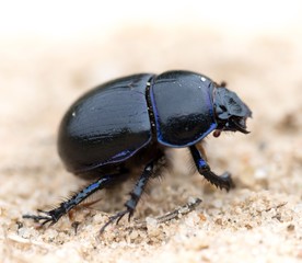Waldmistkäfer (Anoplotrupes stercorosus) krabbelt über eine Sandfläche, Niedersachsen, Deutschland, Europa