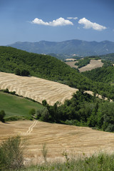 Summer landscape in Marches near Urbino