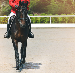 Bay dressage horse and rider in red jacket performing at show jumping competition. Equestrian sport background. Bay horse portrait full face during dressage competition. Copy space for your text.