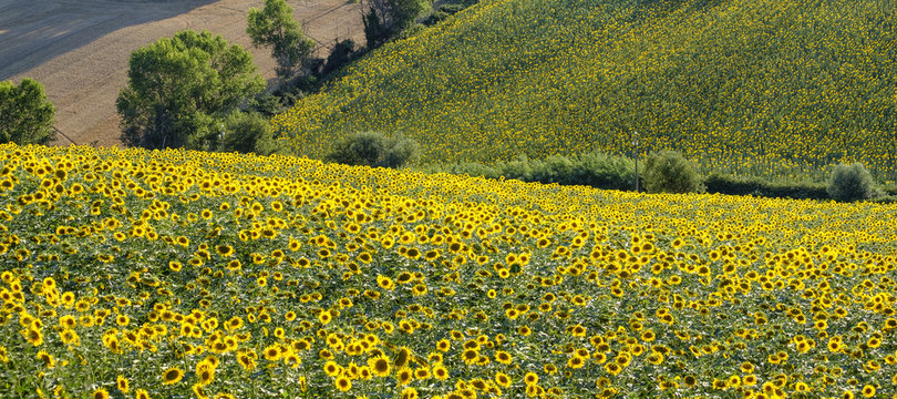 Summer landscape in Marches near Corinaldo