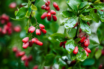 Natural green leaves branch of ripe red barberry after a rain with drops of wate