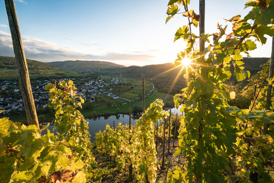 Herbstlicher Sonnenuntergang im Weinberg, Gegenlicht