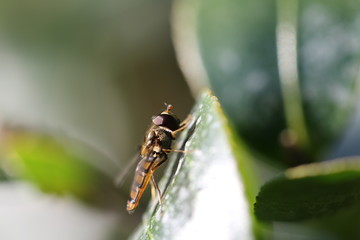 syrphe