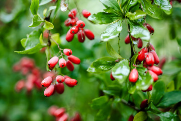 Obraz premium Natural green leaves branch of ripe red barberry after a rain with drops of wate