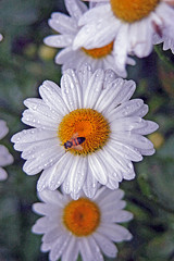 Daisy with Bee 