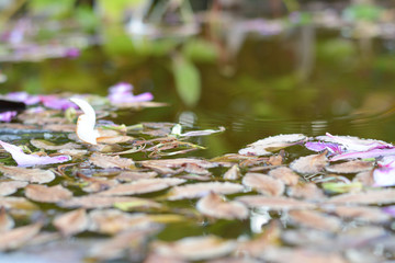 Leaves fall on the surface of water.