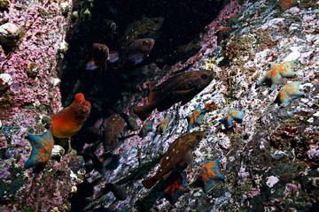 Fototapeta na wymiar starfish underwater photo