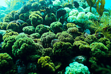 colony of sea anemones under water corals