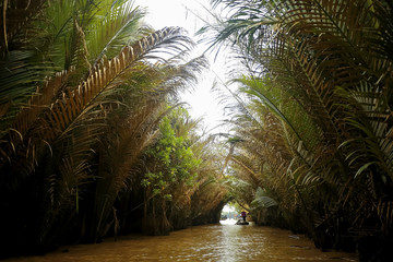 River flowing in the jungle