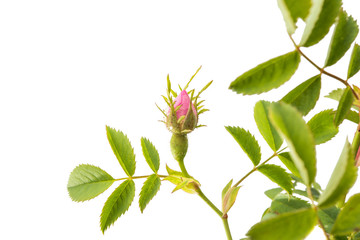 rosehip branch with flowers isolated © ksena32