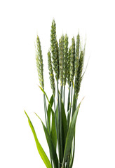Fototapeta premium green ears of wheat isolated
