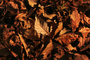 Dry oak leaves on the ground