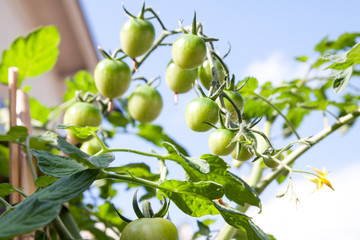 Grüne Tomaten an Pflanze