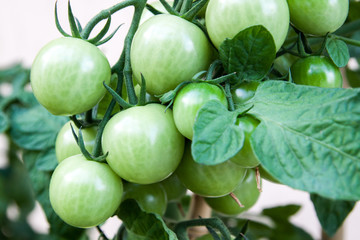 FRische grüne Tomaten am Strauch