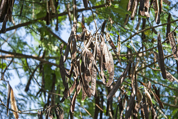Brown dry leucaena pods with stem on the tree with green and sky background. The young pods are edible and occasionally eaten.