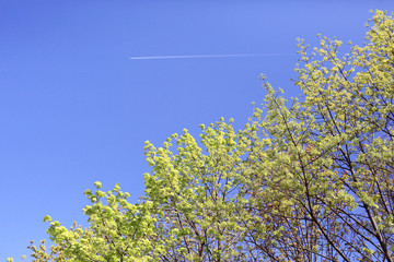 young green leaves spring background
