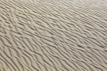 Obraz premium texture desert land sand dunes barkhans, deserts