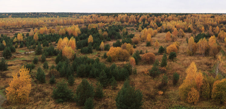 Panoramic view of mixed forest, autumn overcast