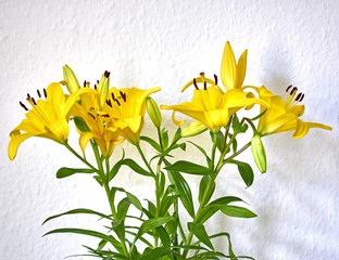 yellow lilium flowers on white wall background