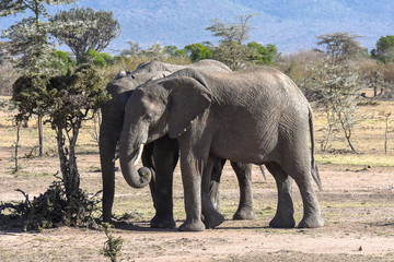 Fototapeta na wymiar Elephants eating