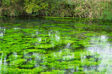 清流と水草