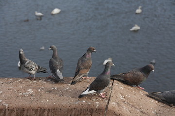 Tauben, Pigeons, auf der Neckarbrücke, Mannheim 2017