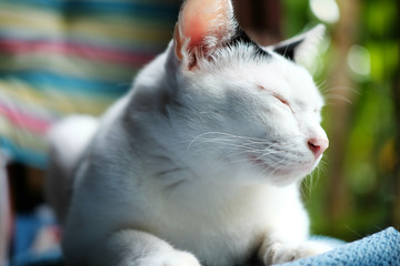 A cute black and white cat sitting on the window