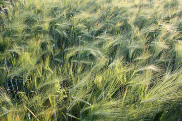 wheat field