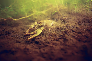 cancer underwater photo