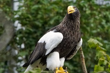 Eagle