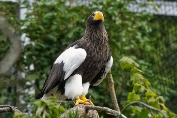 Eagle