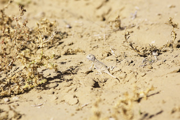texture desert land sand dunes barkhans, deserts