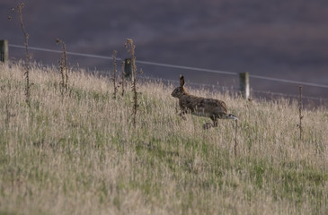 European brown hare running, sitting