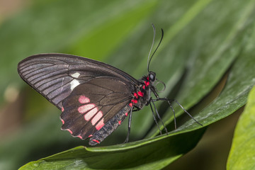Rumanzovia Swallowtail butterfly