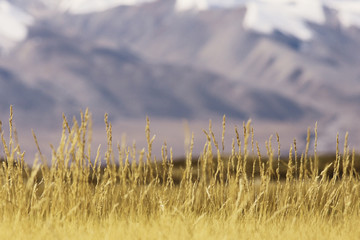 Fototapeta premium high mountain pass in Tibet mountain landscape