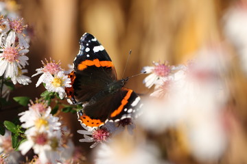 papillon