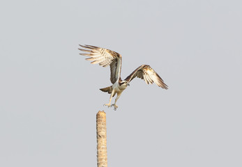 Osprey taking of from the palm stick