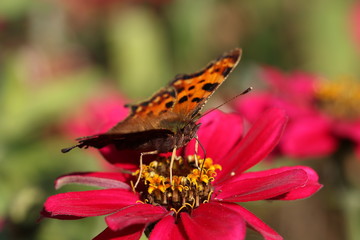 papillon