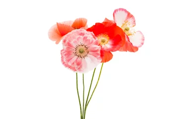 Photo sur Plexiglas Anti-reflet Coquelicots belles fleurs d& 39 un coquelicot isolé