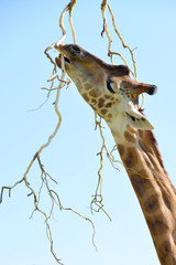 Giraffa nel suo habitat 