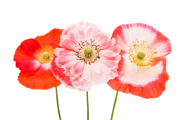 beautiful flowers of a poppy isolated