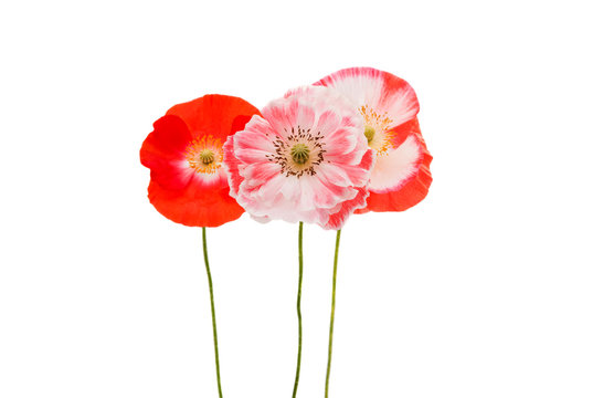 beautiful flowers of a poppy isolated