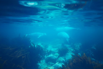 Fototapeta na wymiar underwater landscape