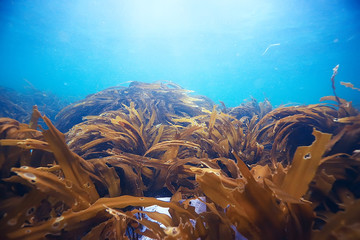 laminaria sea kale underwater photo ocean reef salt water © kichigin19