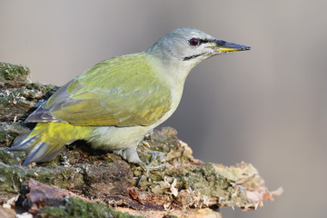 female grey woodpecker unusual perspective portrait.