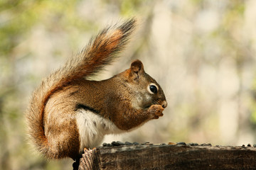 Red Squirrel Eating Sunflower Seeds