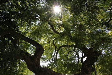 Sonnenlicht scheint durch alten Baum