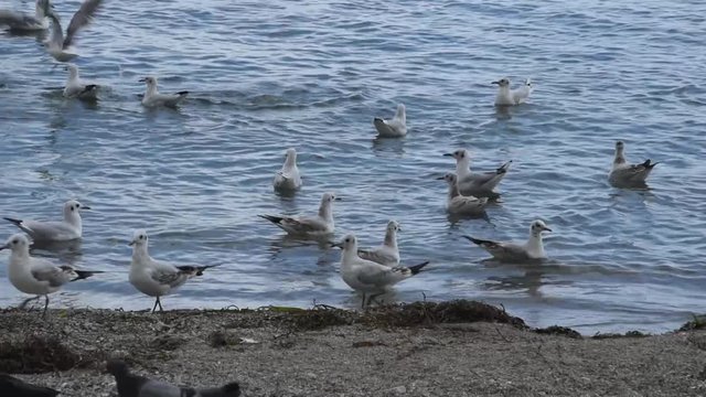 Seagulls on the water near the sand beach