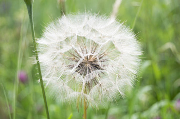 Dandelion